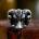NNM пръстен Viking Goat Sheep - SS8-1069R