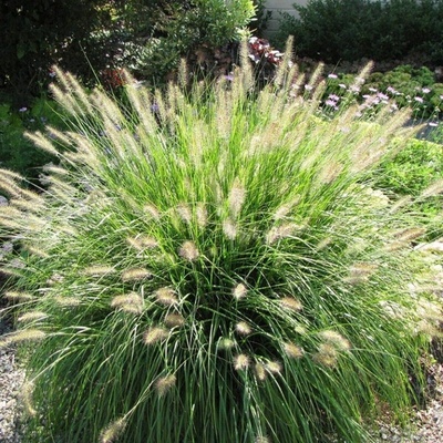 GREENBOSS FLOWER Dochan psárkovitý Průměr květináče: 12 až 20 cm