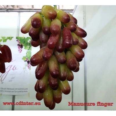 Vinič Manicure Finger Japan vrúbľovaná sadenica proti fyloxére