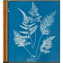 Anna Atkins. Cyanotypes
