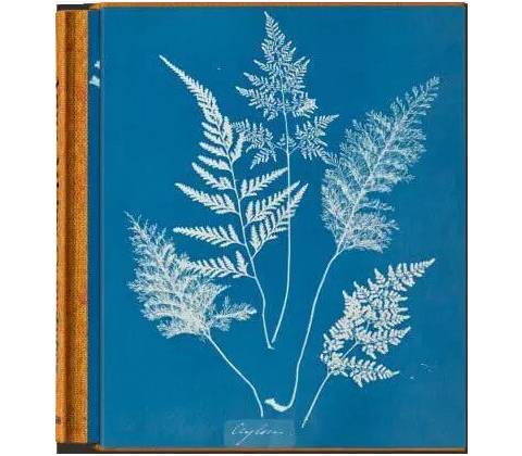 Anna Atkins. Cyanotypes