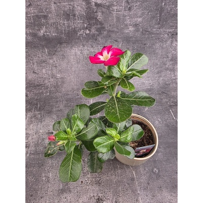 Adenium Anouk red