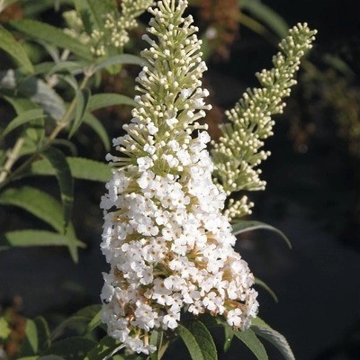 Motýlí keř, komule Davidova bílá FloraSelf Buddleja davidii 60-80 cm květináč 3 l