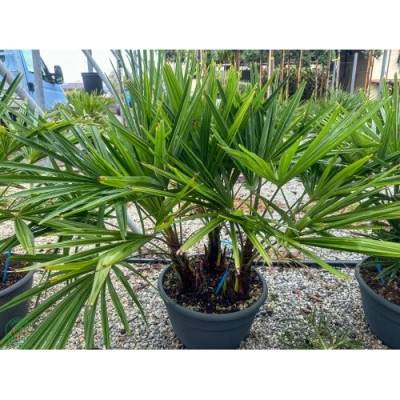 Palma konopná (Trachycarpus fortunei) - výška kmeňa 10-20 cm, celková výška 60-90 cm - 3-4 palmy v jednom kvetináči, kont. C20L (-17°C)