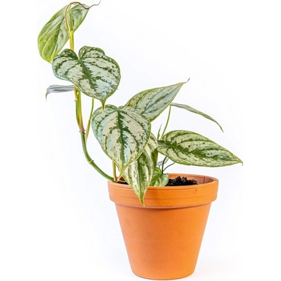 Gardners Philodendron Brandtianum, průměr 12 cm Filodendron