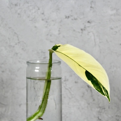 Monstera Lechleriana variegata odrezok