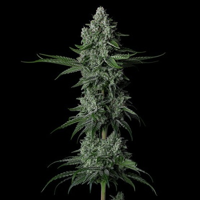 Ethos Genetics Grandpa’s Stash R2 semena neobsahují THC 5 ks