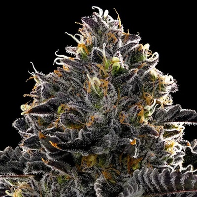 Anesia Seeds Purple Lobster semena neobsahují THC 10 ks