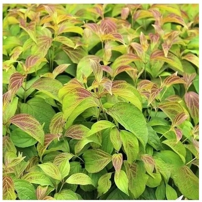 Cornus stolonifera KELSEYI 30-40 VKR2L