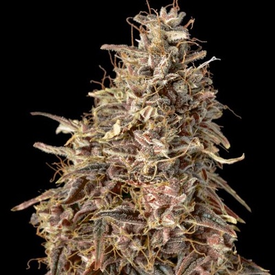 Advanced Seeds Auto Mimosa Punch semienka neobsahujú THC 5 ks