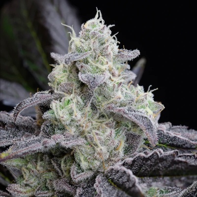 L.A.Silent Seeds Vanilla Cake semienka neobsahujú THC 3 ks