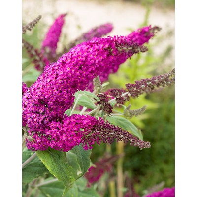 Agarden Zakrslý motýlí keř 'Octopus Magenta'