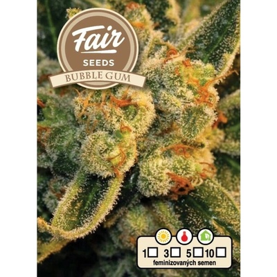 FAIR SEEDS Bubble Gum semienka neobsahujú THC 10 ks