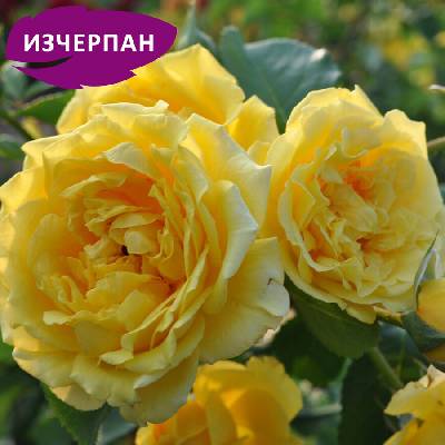 Катерлива Роза Golden Gate® - (Kordes®)