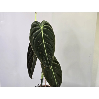 PlanBros flower Philodendron melanochrysum