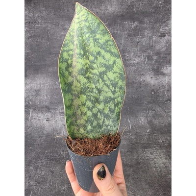 Sansevieria Masoiana 10,5 cm