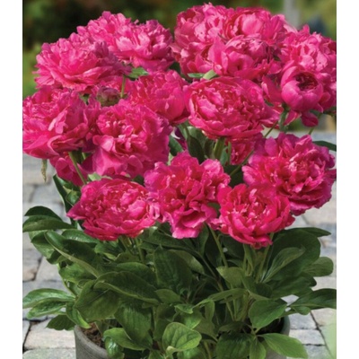 Pivoňka Patio London Paeonia lactiflora prodej cibulovin 1 ks