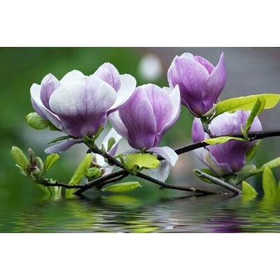 Impol Trade 160VE vliesová fototapeta rozkvetlá magnolie 310 cm x 219 cm