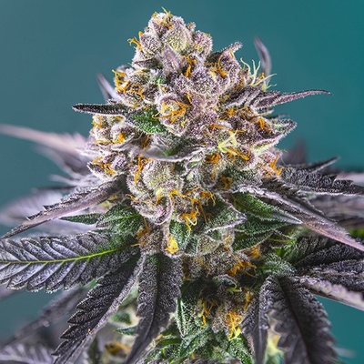 Sweet Seeds Red Strawberry Banana Auto semena neobsahují THC 25 ks