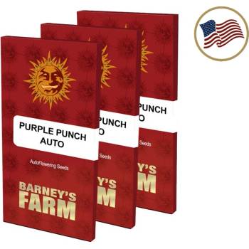 Barney's Farm Purple Punch Auto semena neobsahují THC 5 ks