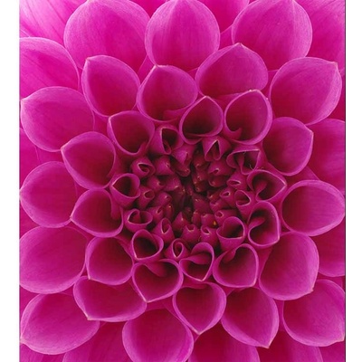 Dimex MS-3-0132 vliesová fototapeta na zeď Růžová jiřina rozměry 225 x 250 cm