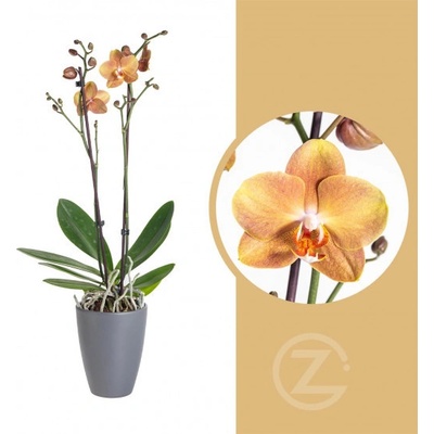 Orchidej Můrovec, Phalaenopsis Brownie, 2 výhony, oranžová – Zbozi.Blesk.cz