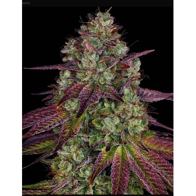 Dutch Passion Auto Glueberry O.G. 0% THC Balenie: 10 ks