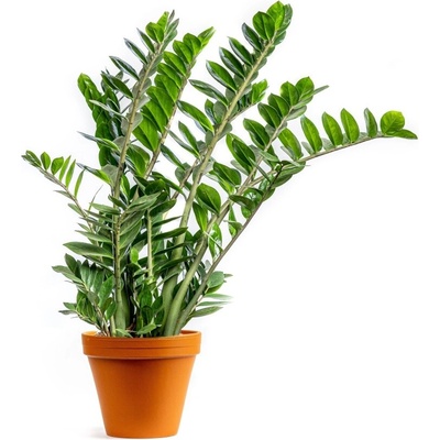 Gardners Zamioculcas zamiifolia, průměr 27 cm Kulkas, zamiokulkáda
