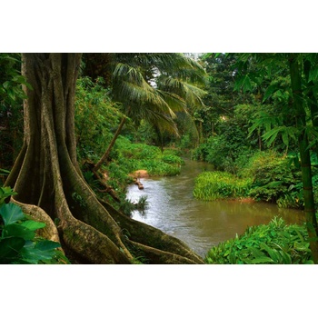 DIMEX ART s. r. o Флизелинов фототапет азиатска джунгла 375 x 250 см