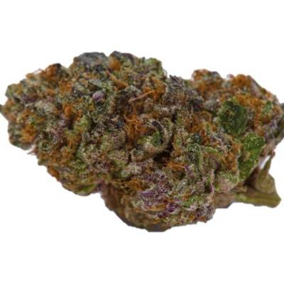 Growers Choice Blue Dream Sherbet AUTO semena neobsahují THC 5 ks