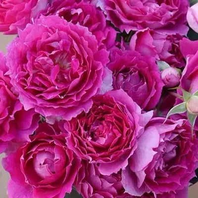 Japanese rose Роза Sheherazadе® - Princesse d' Orient®