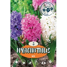 Hyacinty směs