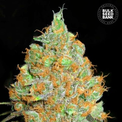 Bulk Seed Bank Critical Mass semena neobsahují THC 10 ks
