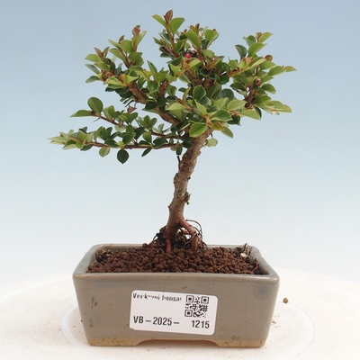 e-bonsai Venkovní bonsai - Cotoneaster horizontalis - Skalník