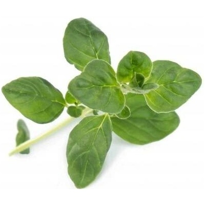 Véritable Lingot Oregano BIO