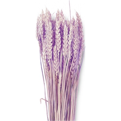 Dekorace sušiny TRITICUM-PŠENICE hladká 40g