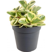 Pepřinec, Peperomia obtipan Bicolor, panašovaný, průměr květináče 10 - 12 cm