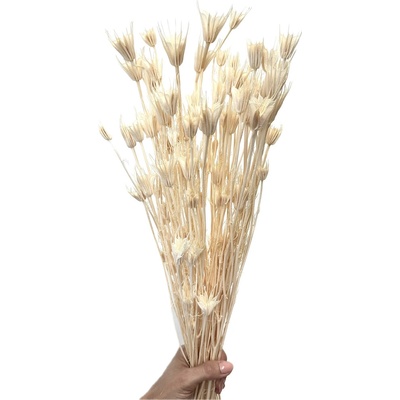Sušená Nigella Oriental bělená svazek/kytice 45g