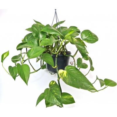 Gardners Epipremnum Aureum - závěs, průměr 14-15 cm Šplhavník