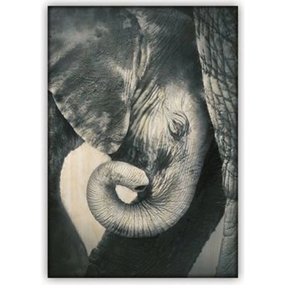 Obraz dřevěný: Little Elephant (340x485)