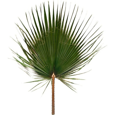Listy palmy Washingtonia 40 - 60 cm