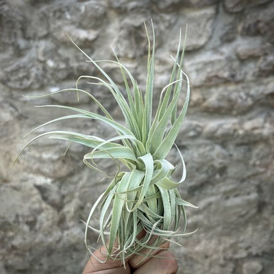 Tillandsia gardneri