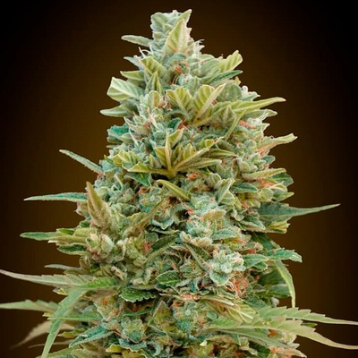 00 Seeds Bank Auto Do-Si-Dos Cookies semienka neobsahujú THC 100 ks