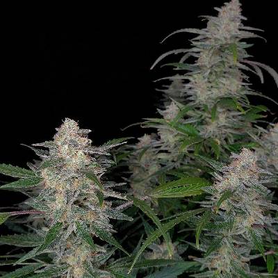 Monkey Genetics Biscotti Auto semena neobsahují THC 3 ks