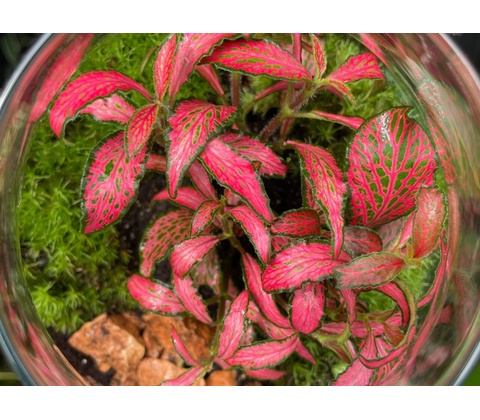 Fittonia Forest Flame