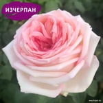Kordes® Роза Meine Rose® - Kordes®