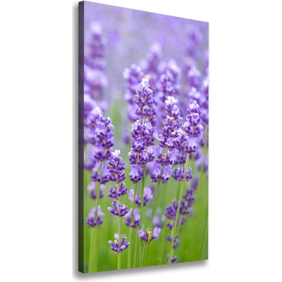 Vertikálny foto obraz canvas Pole levanduľe 50x100 cm