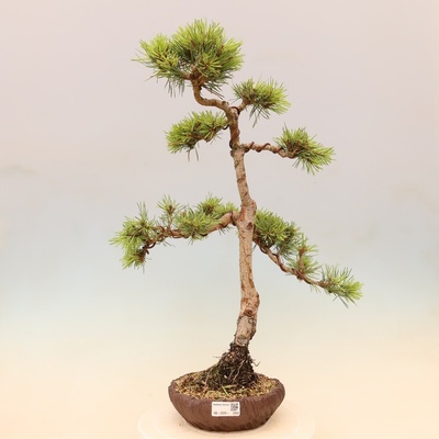 e-bonsai Venkovní bonsai - Pinus Sylvestris Watererri - Borovice lesní