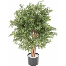 Pistacia ker vonkajší, 100cm