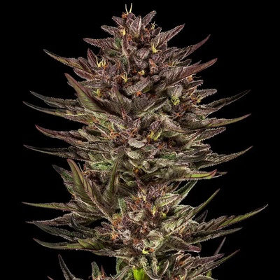 Barney´s Farm Frosted Zinn x Cookie Dog Auto semienka neobsahujú THC 1 ks
